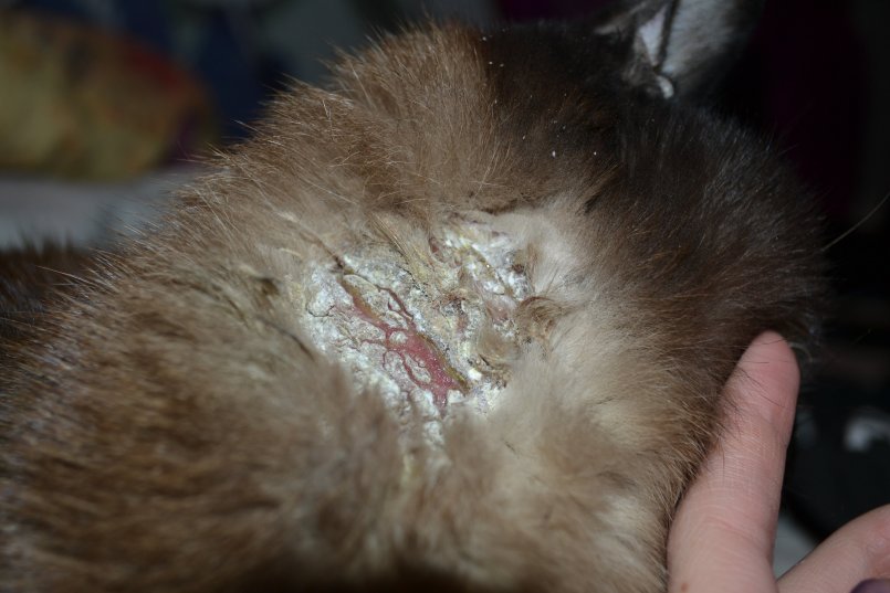 Дерматит, вызванный грибком, требует применения фунгицидной мази Дерматит, вызванный грибком, требует применения фунгицидной мази