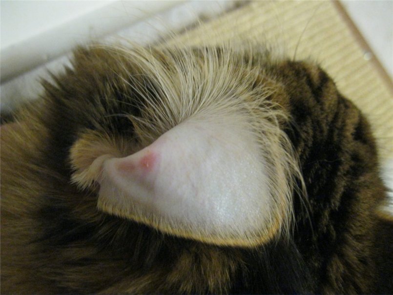 Покраснение ушной раковины может быть вызвано аллергеном Покраснение ушной раковины может быть вызвано аллергеном