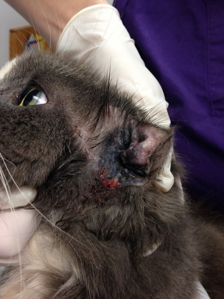 Поверхностные повреждения обрабатывают антисептическими средствами Поверхностные повреждения обрабатывают антисептическими средствами