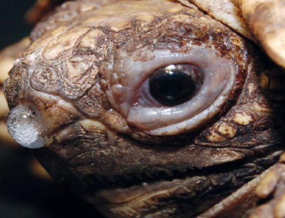 Как лечит пневмонию у черепах сухопутных