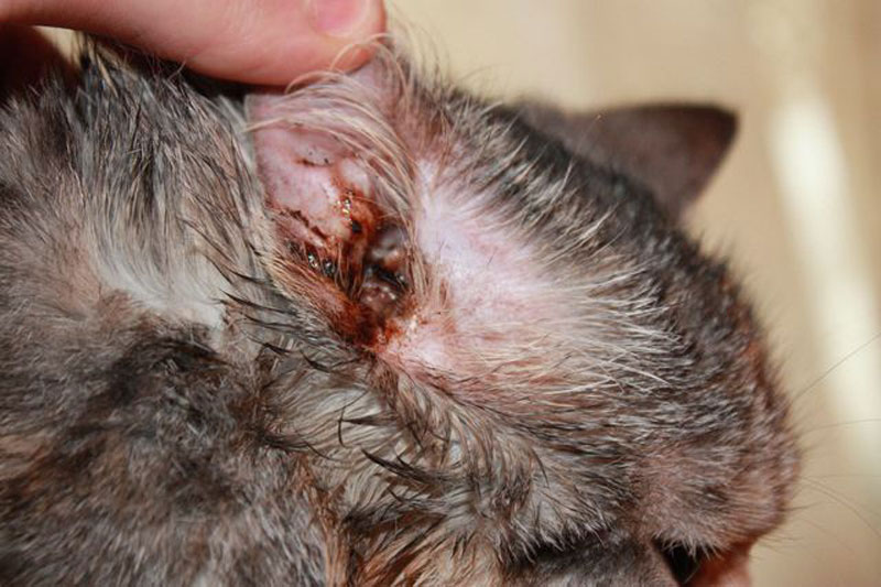 Участки наружного воспаления видимы невооруженным глазом Участки наружного воспаления видимы невооруженным глазом