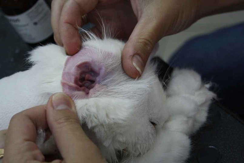 Определить внутренний отит может только специалист, так как при внешнем осмотре уха изменения не видны Определить внутренний отит может только специалист, так как при внешнем осмотре уха изменения не видны