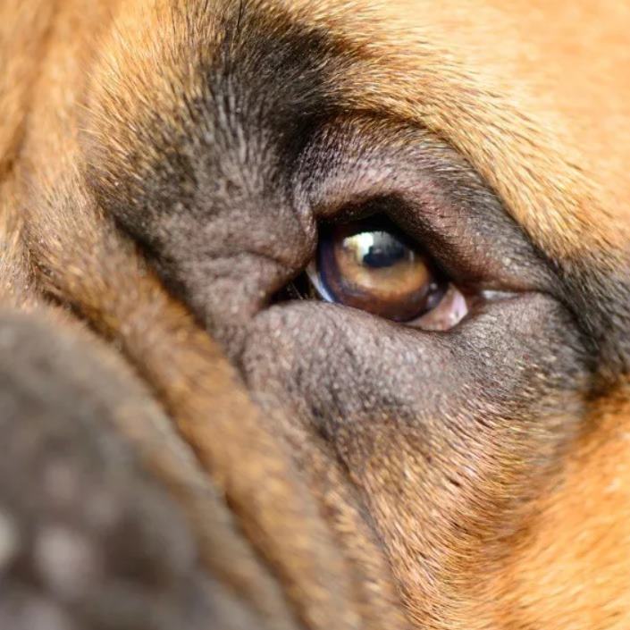 Как и чем лечить конъюнктивит у собаки: виды заболевания с фото и описанием Как и чем лечить конъюнктивит у собаки: виды заболевания с фото и описанием