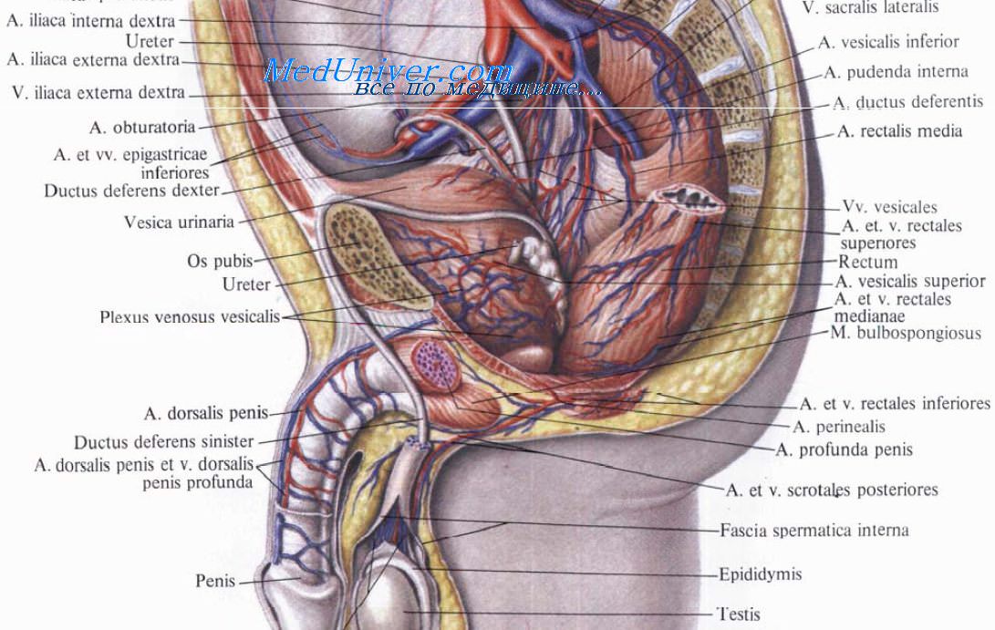 разрывы прямой кишки