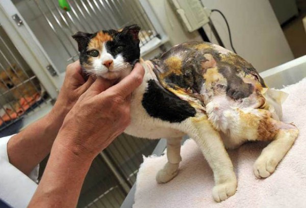 От ожогов кипятком для кошек