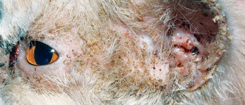 Листовидная пузырчатка - следствие аутоиммунного заболевания Листовидная пузырчатка - следствие аутоиммунного заболевания