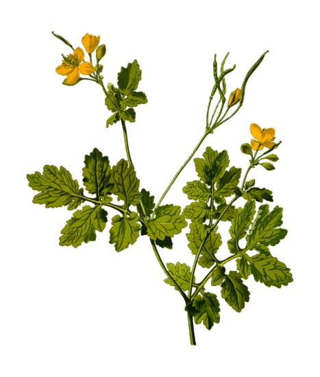 Пятнышки на теле как ожоги