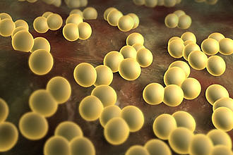 Стафилококк Ограниченный отит