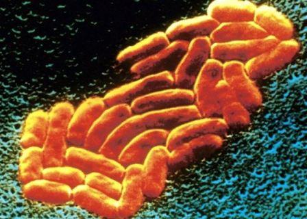 Что такое клебсиелла В кишечнике обнаружена клебсиелла, что это значит