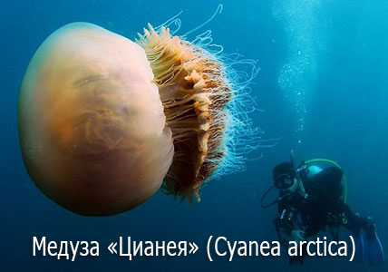 Ядовитые медузы - Цианея (лат. Cyanea arctica, Cyanea capillata) Ядовитые медузы - Цианея (лат. Cyanea arctica, Cyanea capillata)