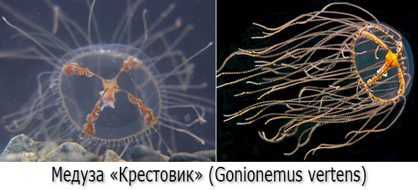Ядовитые медузы - Медуза-крестовик (гонионема, лат. Gonionemus vertens) Ядовитые медузы - Медуза-крестовик (гонионема, лат. Gonionemus vertens)