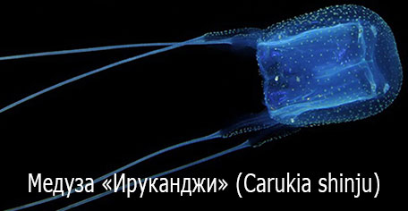 Ядовитые медузы - Ируканджи (Alatina mordens, Alatina moseri, Carukia barnesi, Carukia shinju, Malo kingi) Ядовитые медузы - Ируканджи (Alatina mordens, Alatina moseri, Carukia barnesi, Carukia shinju, Malo kingi)