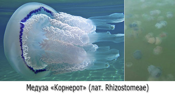 Медузы в Черном море - Корнероты (лат. Rhizostomeae) Медузы в Черном море - Корнероты (лат. Rhizostomeae)