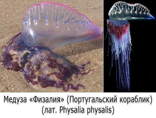 Ядовитые медузы - Физалия (Португальский кораблик) Ядовитые медузы - Физалия (Португальский кораблик)