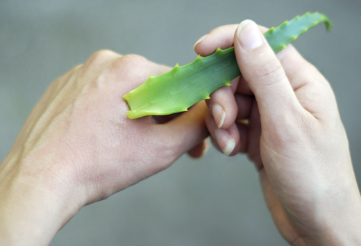 алое от ожога