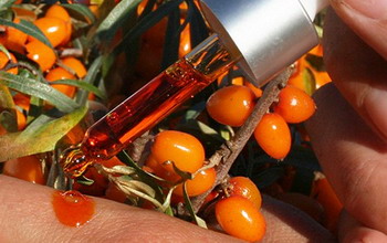 Облепиховое масло