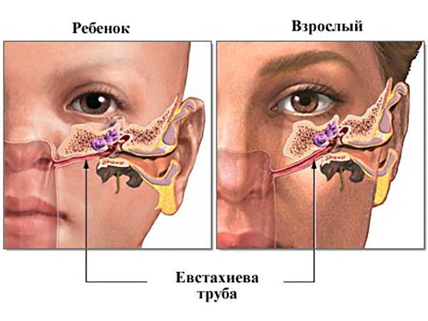 Схема расположения евстахиевой трубы Схема расположения евстахиевой трубы