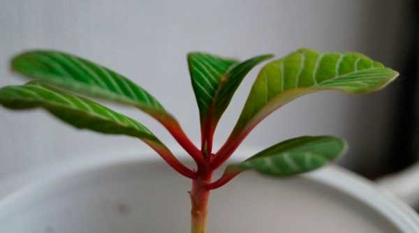 Молочай комнатный Молочай комнатный