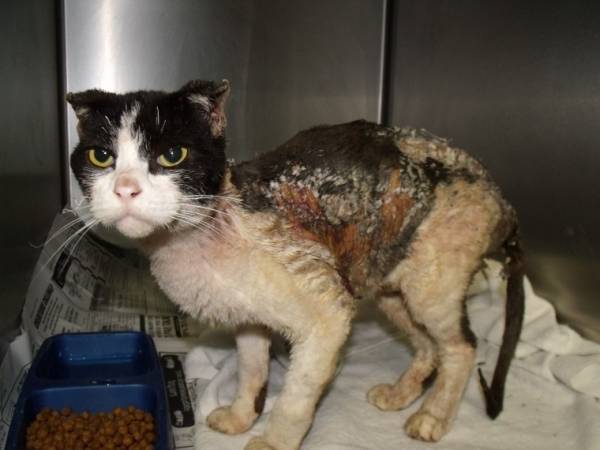 От ожогов кипятком для кошек