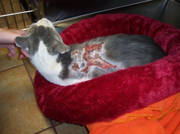 От ожогов кипятком для кошек