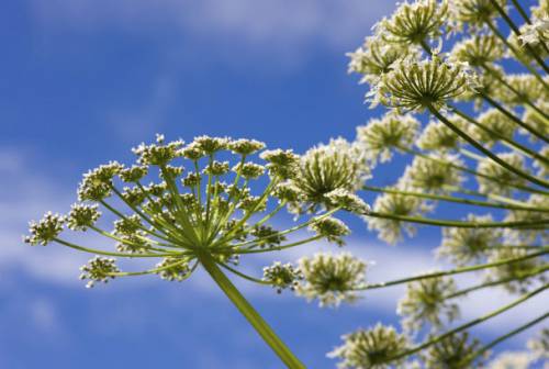 Луговые травы