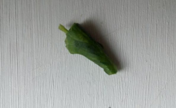 Турунда в ухо из листка герани