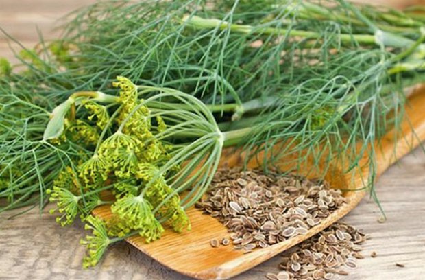 Лечение подагры укропом Лечение подагры укропом