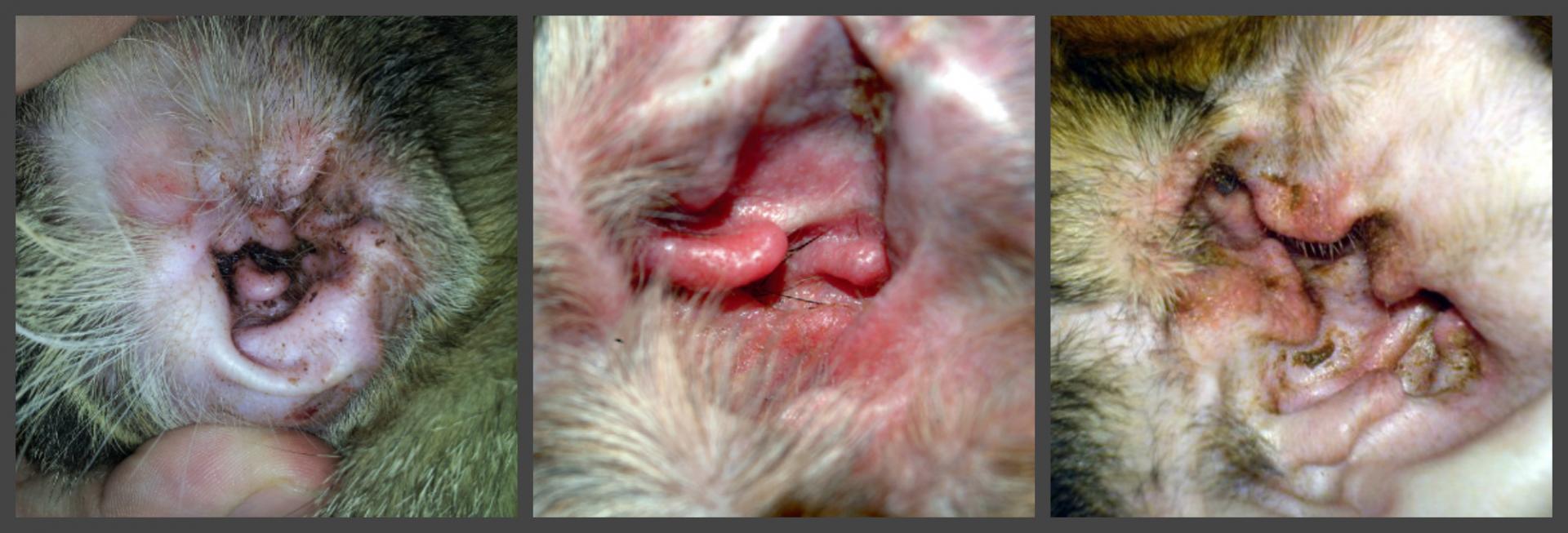 Виды отита у кошек