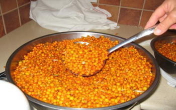 Ягоды облепихи