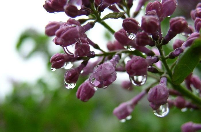 Лечение загноившегося ожога соком сирени Лечение загноившегося ожога соком сирени