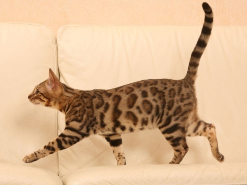 У кота болит спина у хвоста