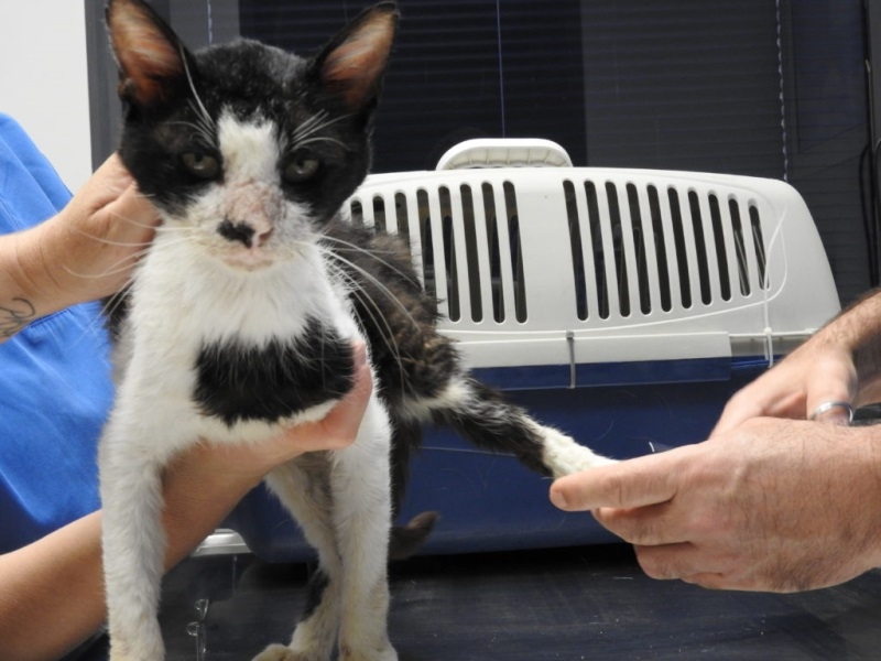 У кота болит спина у хвоста