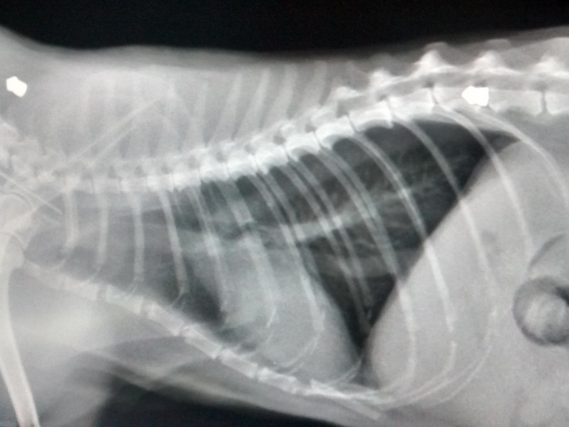 У кота болит спина у хвоста