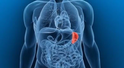 слева где спина болит