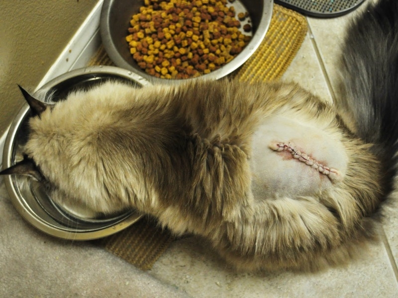 У кота болит спина у хвоста