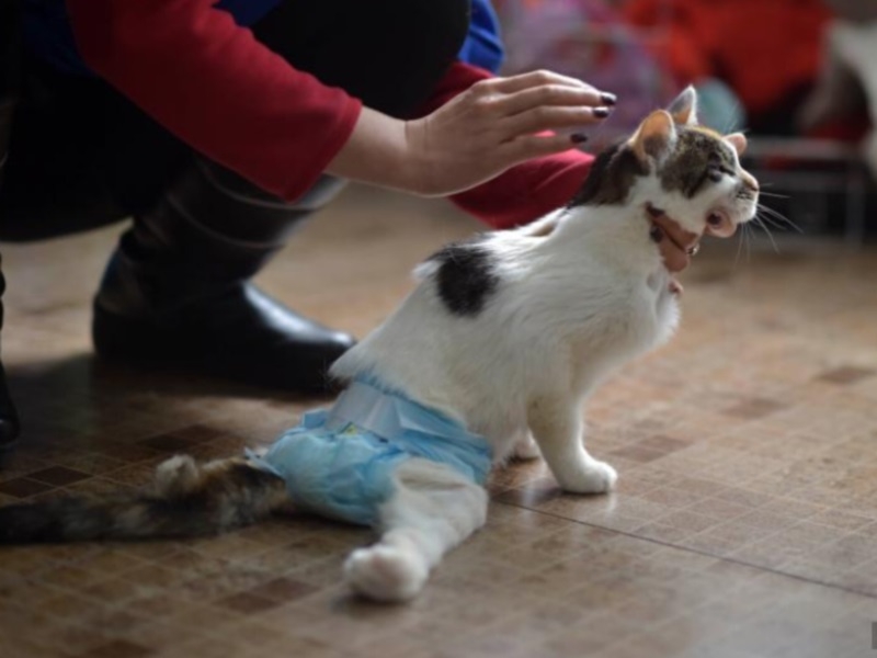 У кота болит спина у хвоста