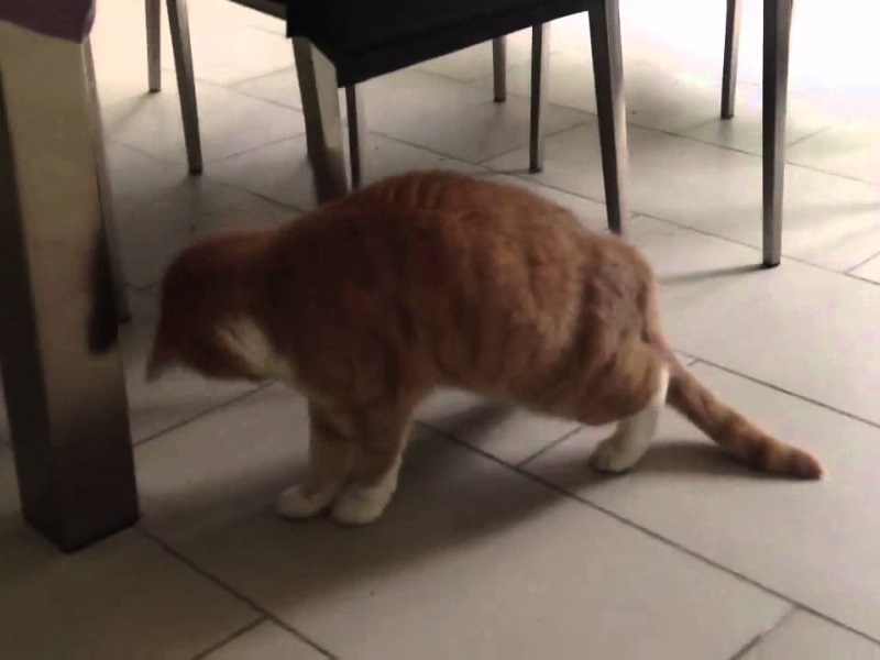 У кота болит спина у хвоста