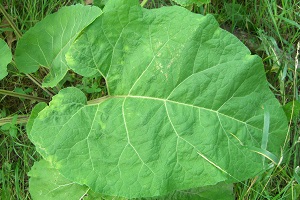 лопух от болей в спине