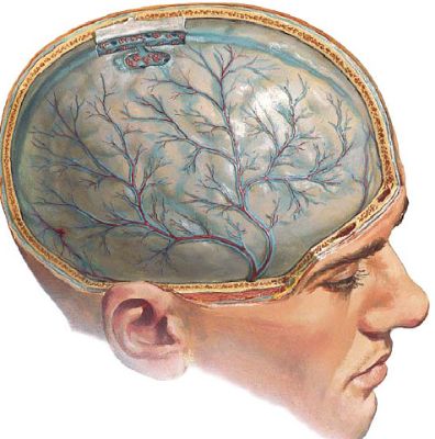 Болит спина пах температура