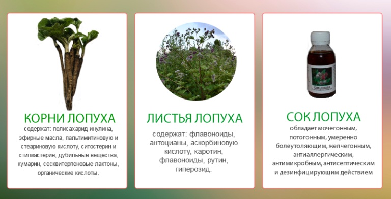 Лечебные части лопуха Лечебные части лопуха