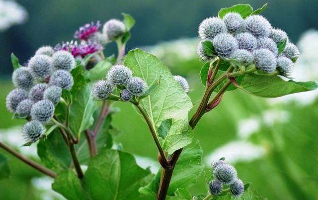 Лопух или репейник при лечении грыжи позвоночника Лопух или репейник при лечении грыжи позвоночника